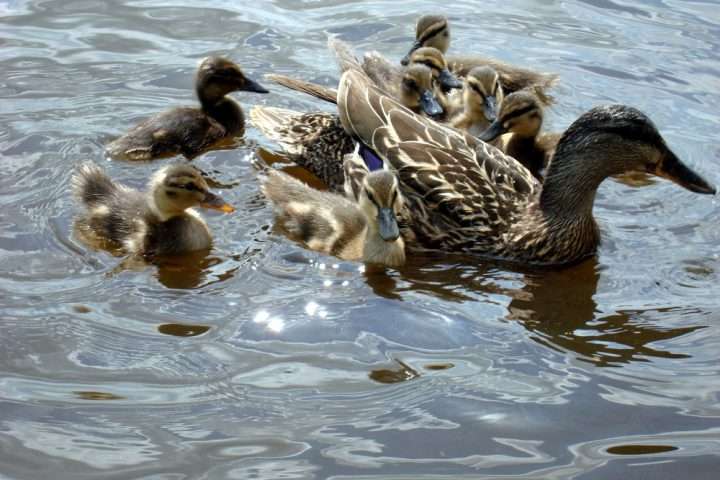 Moedereend met kuikens op het water